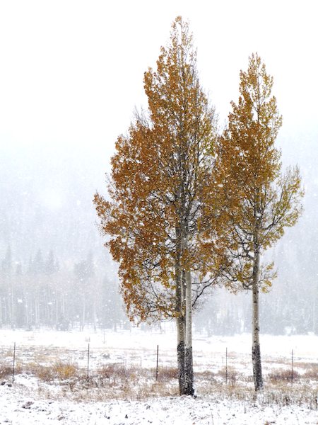 Aspen Trees in Snow