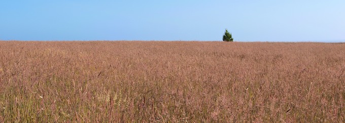 tree in grasslands