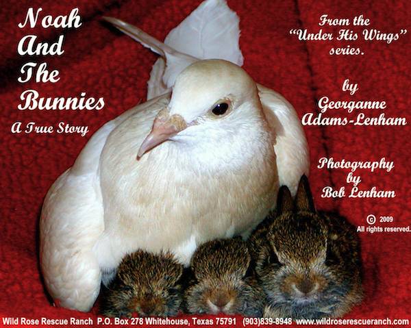 Noah Pigeon and the Bunnies