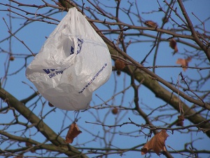 plastic bag in tree
