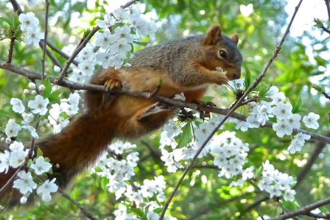 tree squirrel eating cherry blossoms