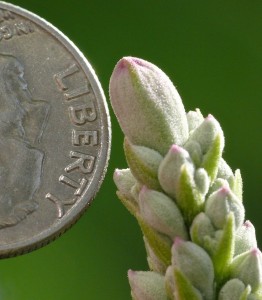 California Buckeye Bud