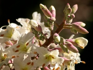 California Buckeye Flowers