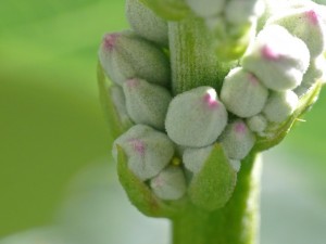 California Buckeye Buds