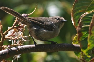 Bushtit in California Buckeye Tree