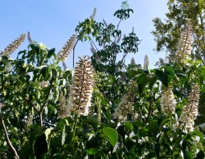 California Buckeye Canopy