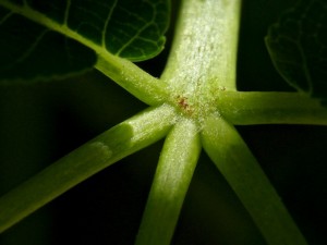 California Buckeye New Branch