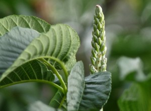 California Buckeye Leaves and Buds