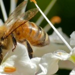 Honey Bee in Buckeye Tree