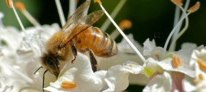 Honey Bee in Buckeye Tree