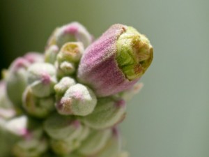 California Buckeye Flower