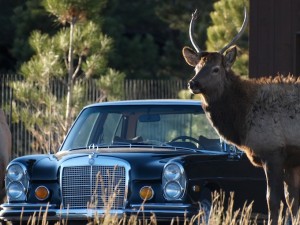 Elk and Mercedes