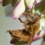 Honey Bee in California Buckeye Tree