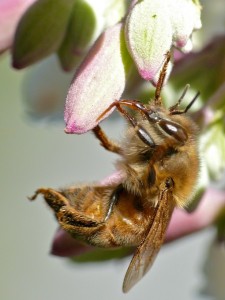 Honey Bee in California Buckeye Tree