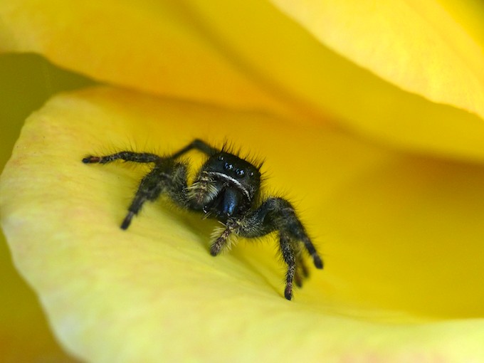 Red-Backed Jumping Spider