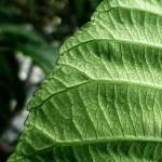 California Buckeye Leaf