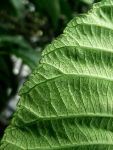 California Buckeye Leaf