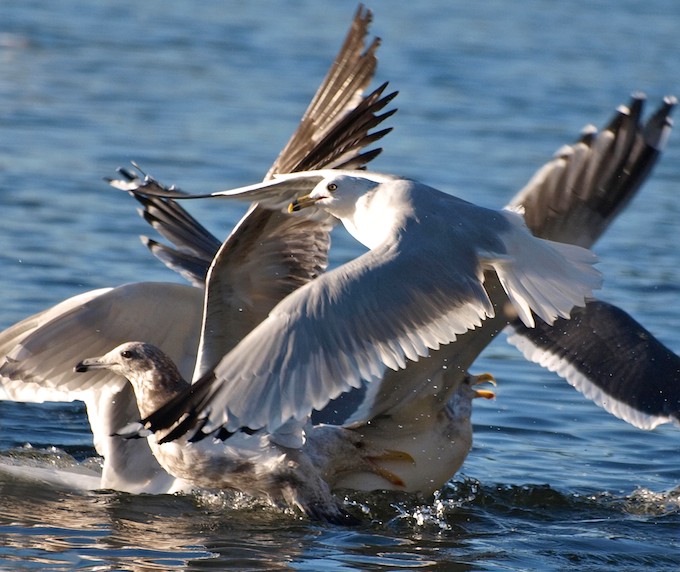 Gull Feeding Frenzy