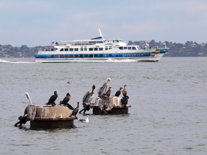 Pelicans and Cormorants with Ferry Boat