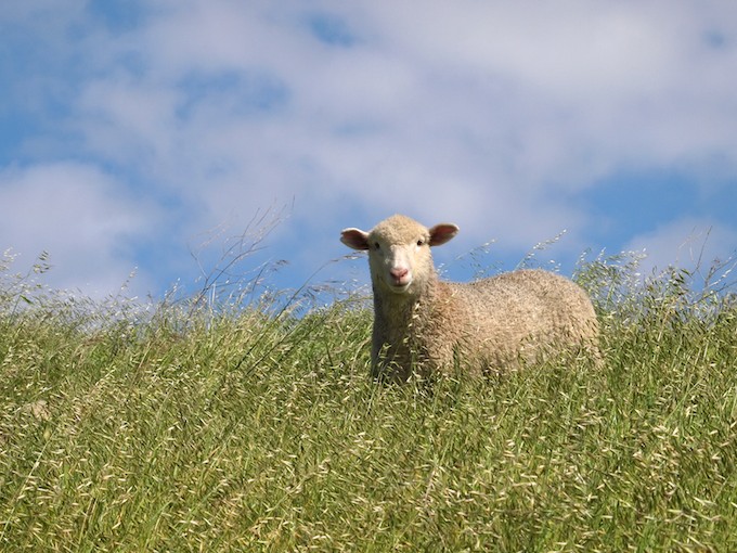 Grazing Sheep at Coyote Hills Regional Park