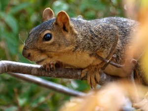 Fox Squirrel in California Buckeye Tree
