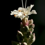 California Buckeye Bloom