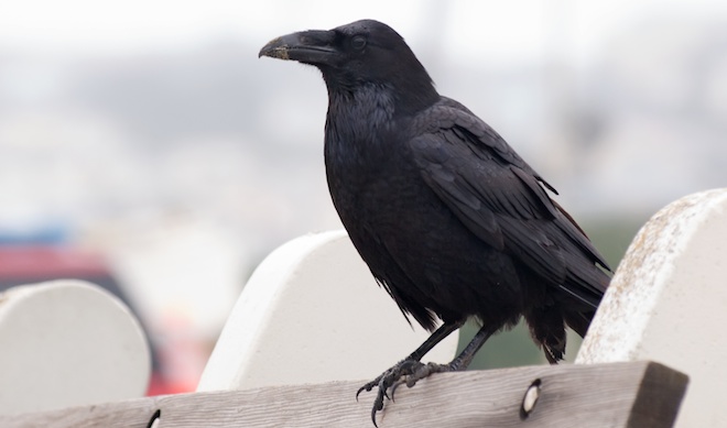 Ravens at Ocean Beach - San Francisco Ravens at Ocean Beach