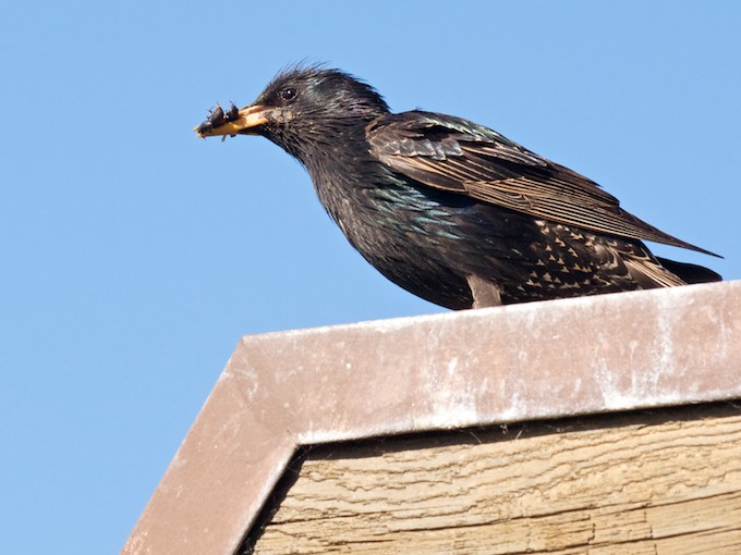 Starling with Insects