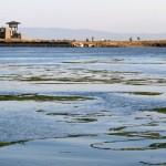 Middle Harbor Shoreline