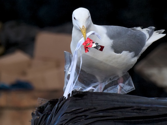 Gull Scavenging in Dumpster