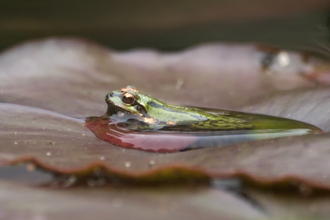 Pacific Chorus Frog on Lily Leaf