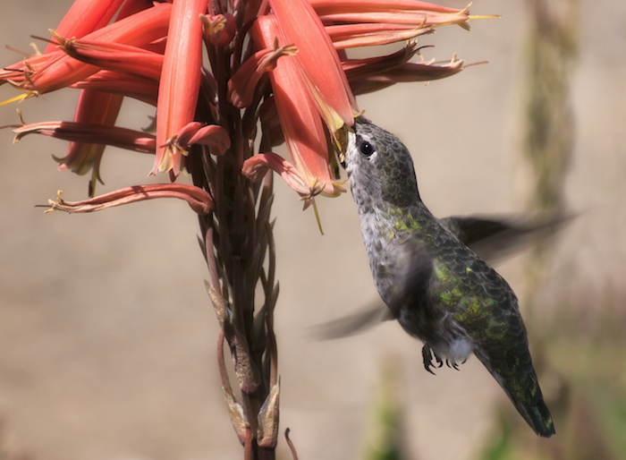 Anna's Hummingbird Feeding on Nectar