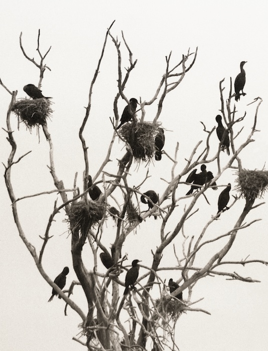 Double-Crested Cormorants Nesting in Tree