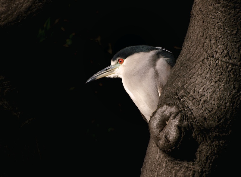 Black-crowned Night Heron in Tree