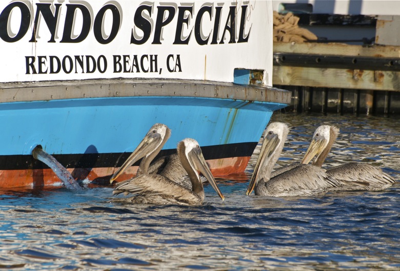 Brown Pelicans in Redondo Harbor