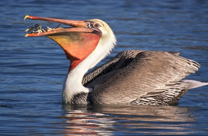Brown Pelican Fishing