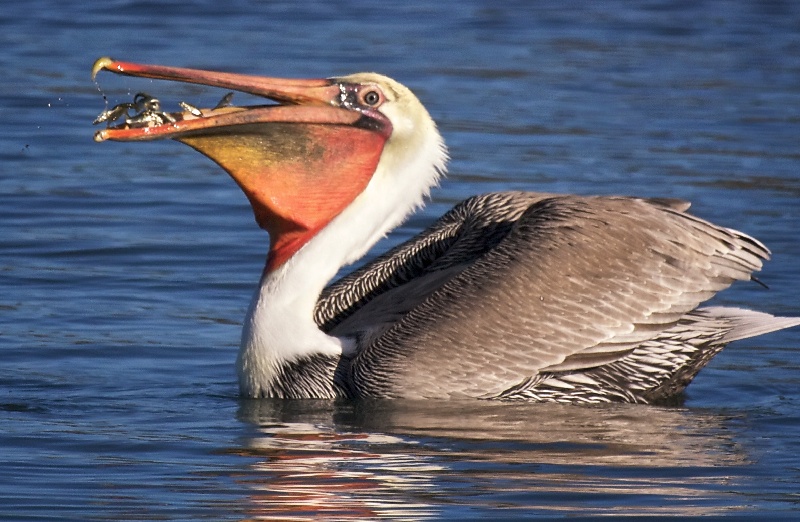 Brown Pelicans on San Francisco Bay - San Francisco Brown Pelican Photos