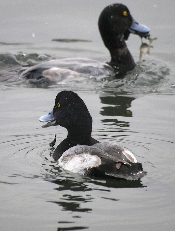 Lake Merritt Birds – Photos of Lake Merritt Birds