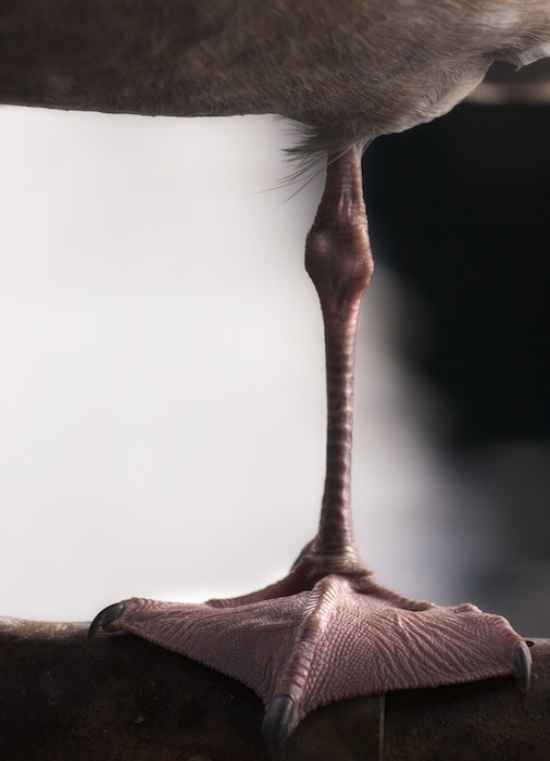 Webbed Gull Foot