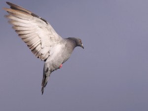 Pigeon Flying Over Seattle – Pigeon in Flight Over Seattle