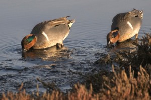 Green-winged Teal male