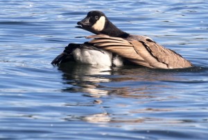 Canada goose preening