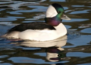 Bufflehead duck