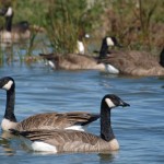 Canada Geese Flock