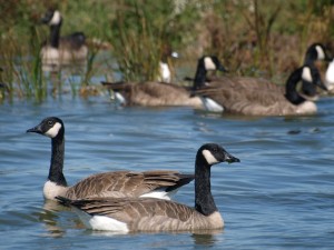 Canada Geese Flock