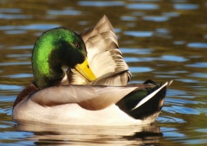 Mallard drake preening