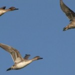 Northern Pintail ducks in flight