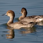 Northern Pintail ducks