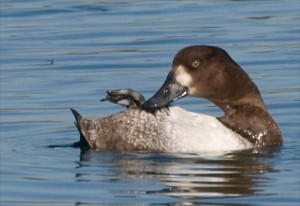 Scaup Female