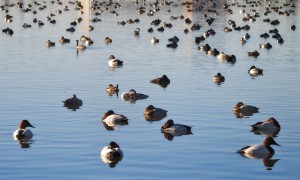 Mixed Raft of Ducks